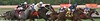 Troy > Horse Racing >  IMG_1292 ADJ CROP2